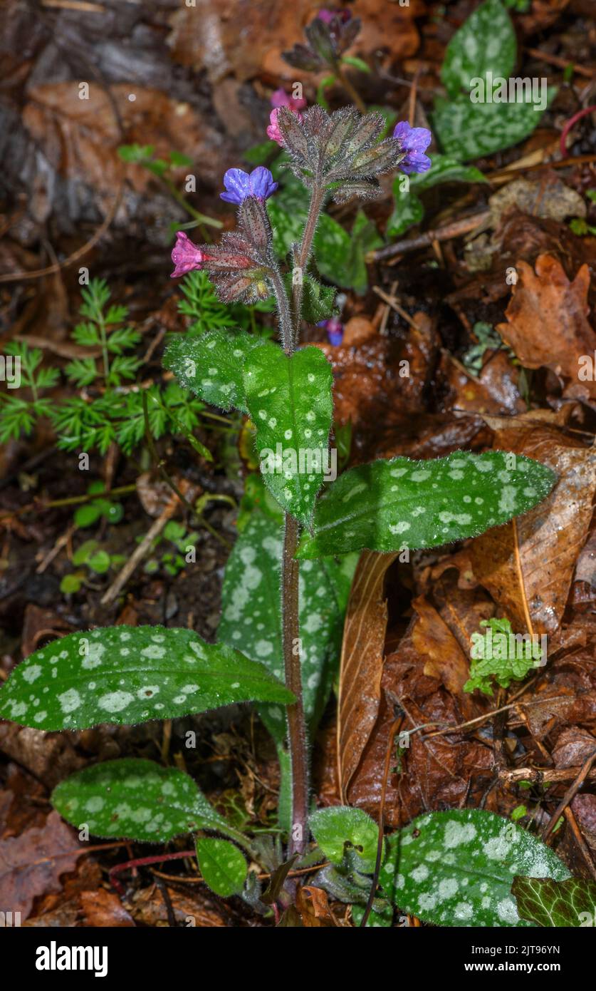 Pulmonaria longifolia, Pyrenees Stock Photo