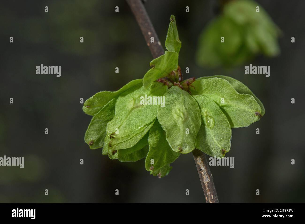 Wych elm, Ulmus glabra, in fruit in early spring. Stock Photo
