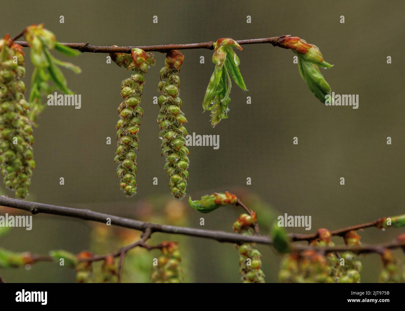 Hornbeam, Carpinus betulus, male catkins in spring Stock Photo Alamy