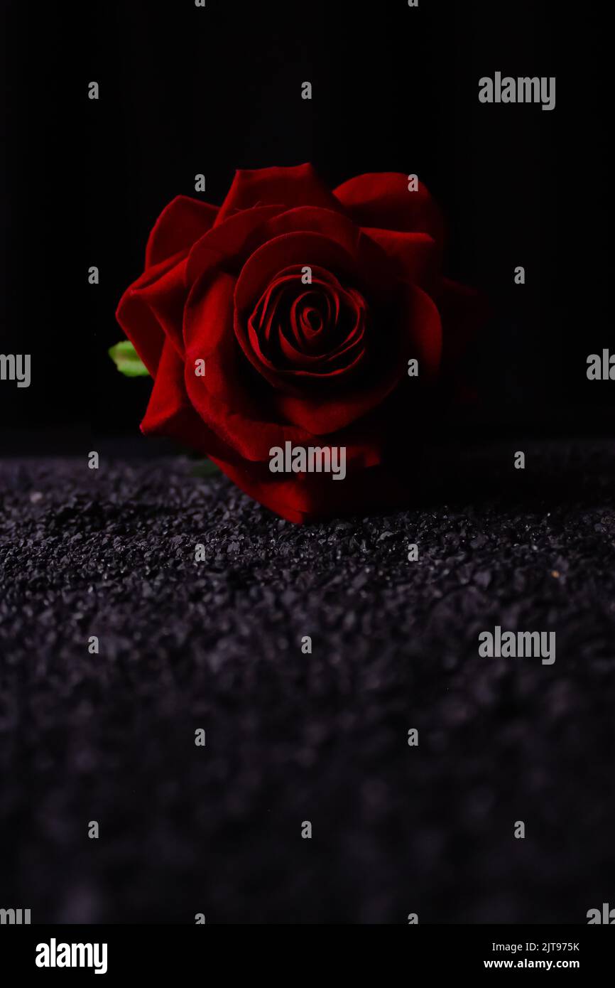 Red rose on ground hi-res stock photography and images - Alamy