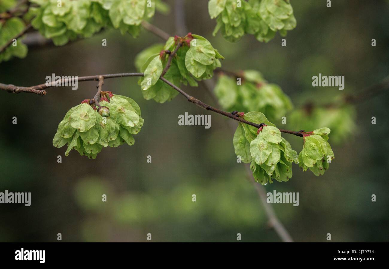 Wych elm, Ulmus glabra, in fruit in early spring. Stock Photo
