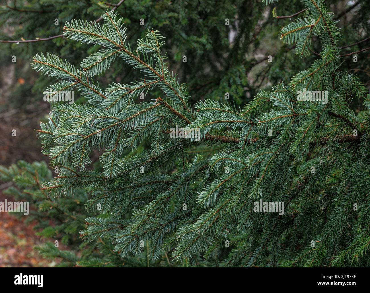 Foliage of Silver Fir, Abies alba, in woodland, Pyrenees. Stock Photo