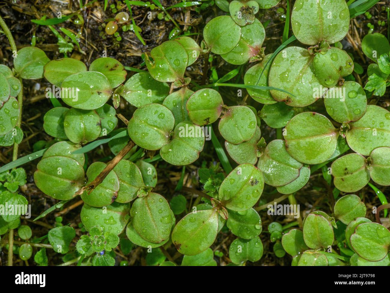 Germinating seedlings of Himalayan balsam, Impatiens glandulifera, on damp riverside. Stock Photo