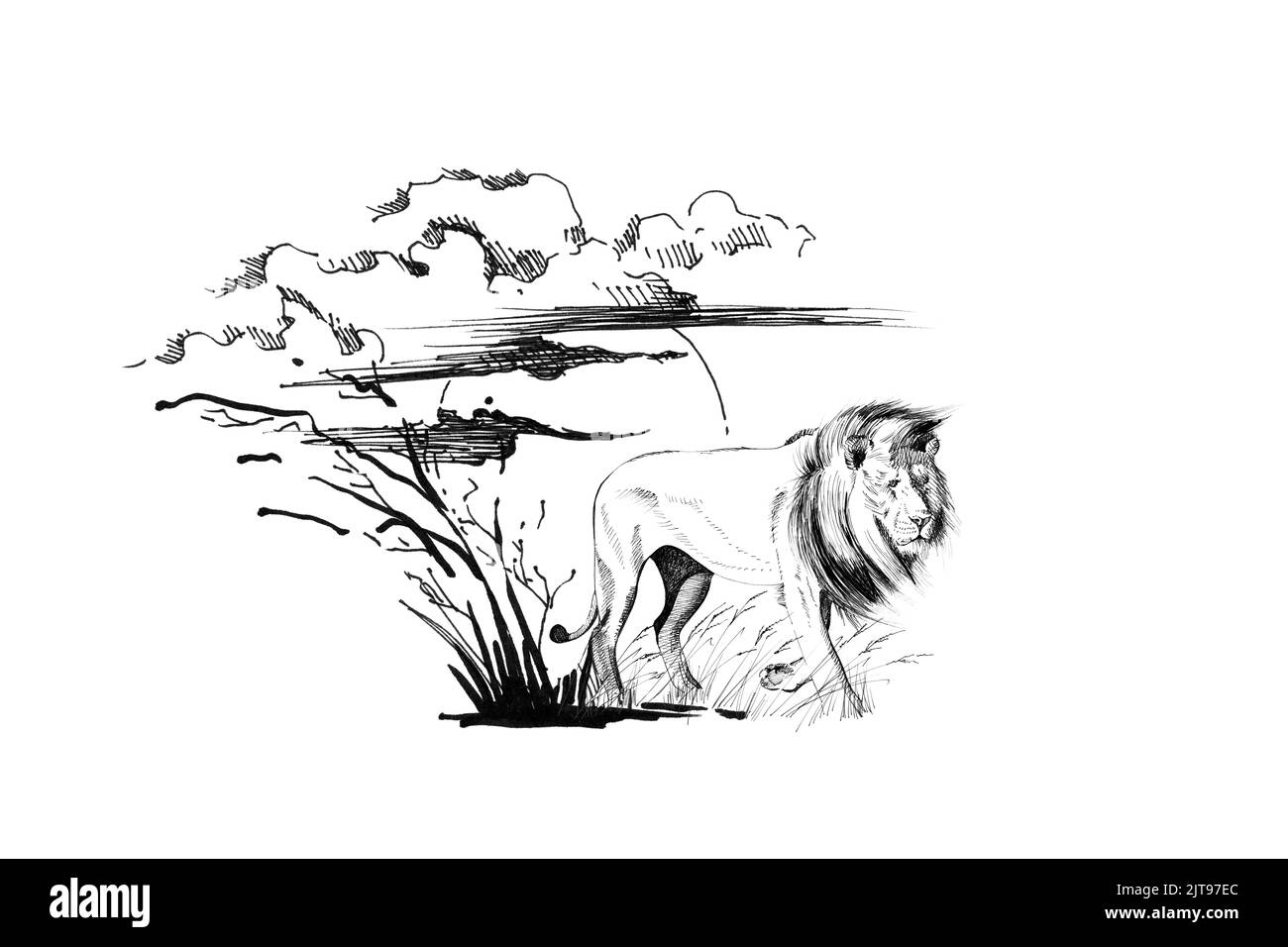 Lion on sunset with grass and clouds. Collection of hand drawn illustrations (originals, no tracing) Stock Photo
