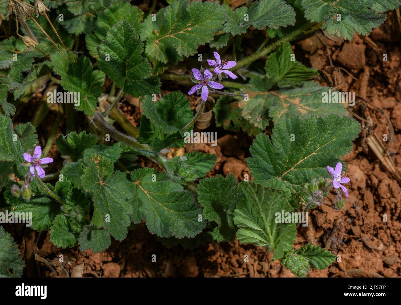 Soft stork's-bill, Erodium malacoides, in flower and fruit. Stock Photo