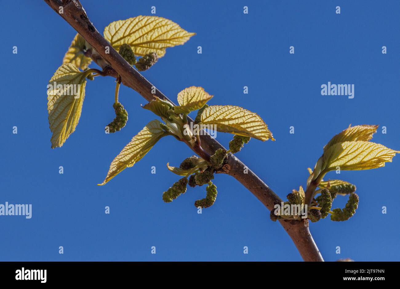 White Mulberry, Morus alba, in flower in early spring. Stock Photo