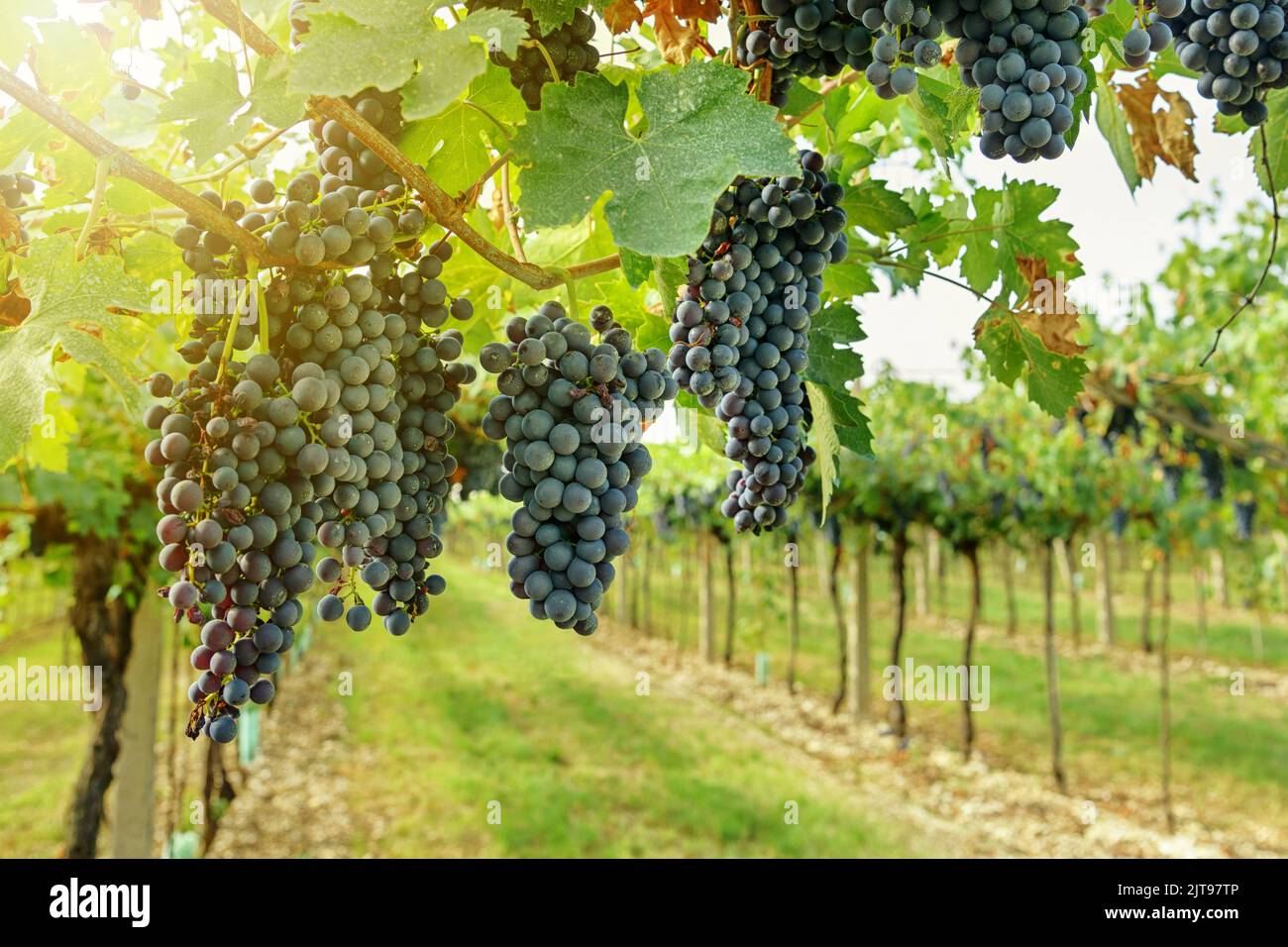 Bunch of fresh ripe grapes growing on vines with green leaves on sunny day on vineyard during harvest season Stock Photo