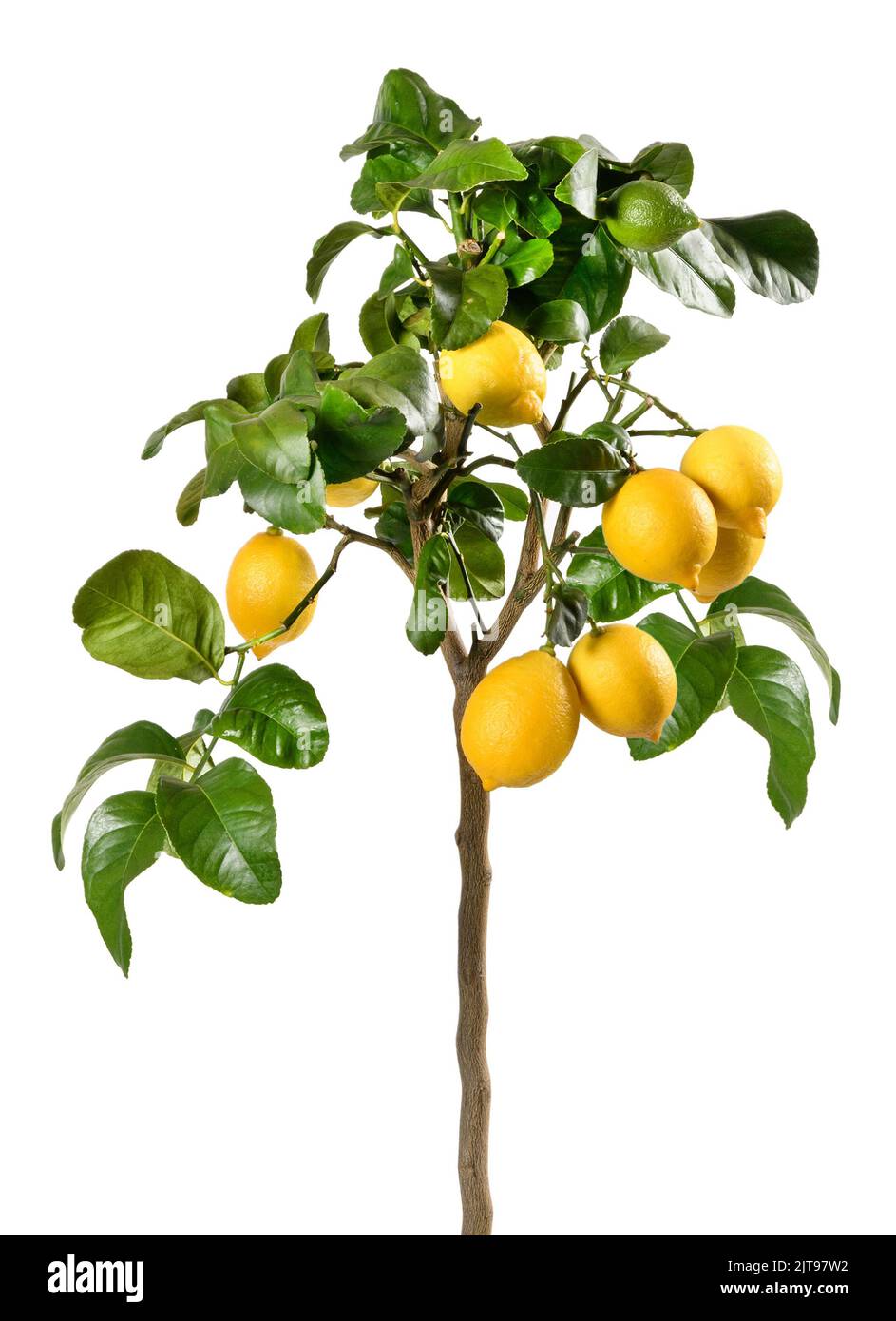 Small tree with green leaves and ripe yellow lemons growing against