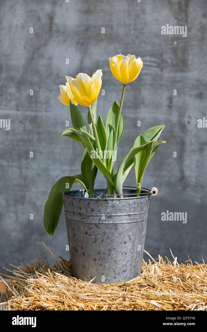 Weathered metal bucket with bunch of natural yellow buckets placed on hay against gray wall Stock Photo