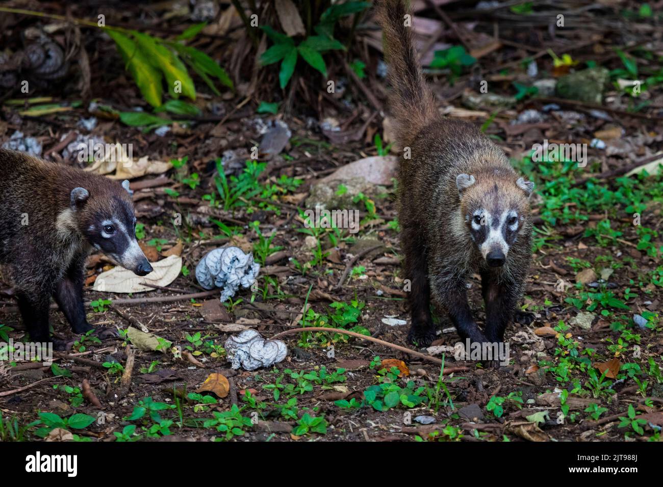 Two adult white-nosed coati, Nasua narica, in a rainforest at Albrook, Panama City, Republic of Panama, Central America. Stock Photo