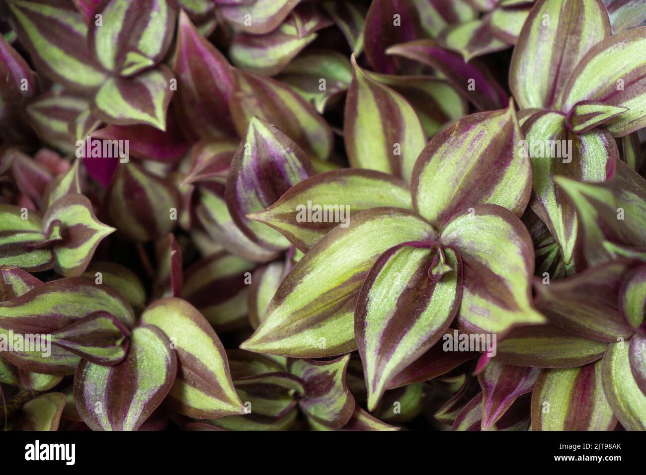 Tradescantia motley multicolor. Home flower with purple leaves. Grade Leonora blossfeldiana zebrina. Stock Photo
