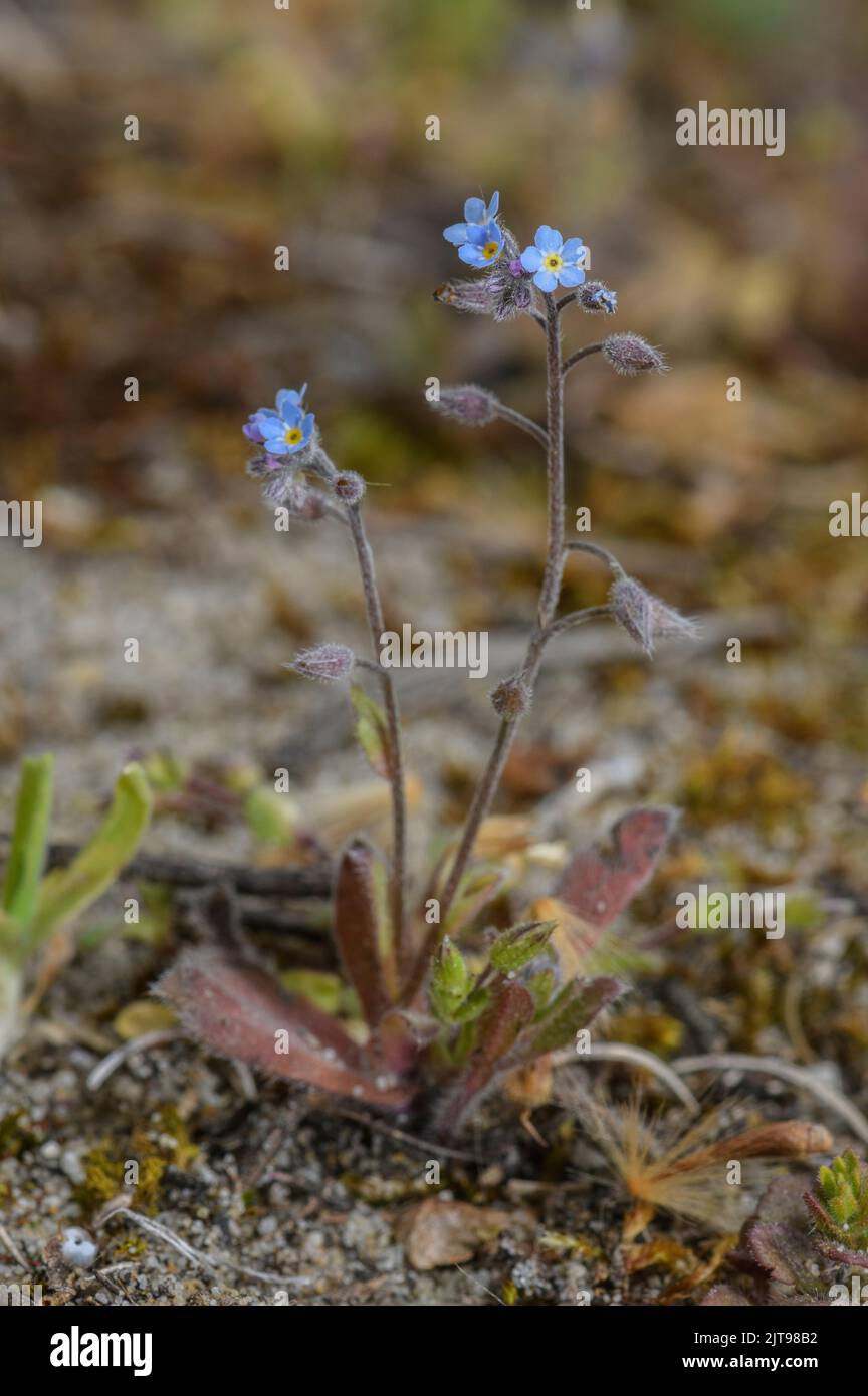 Early forget-me-not, Myosotis ramosissima, in flower in dry sandy ground, April. Stock Photo