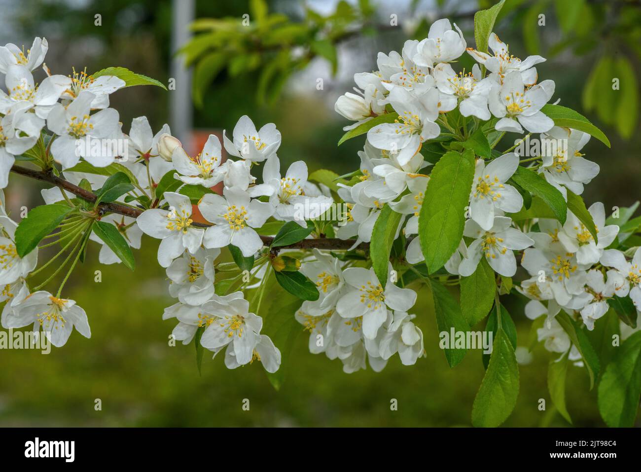 Siebold's crabapple, Malus sieboldii, in flower in spring. Garden. From east Asia. Stock Photo