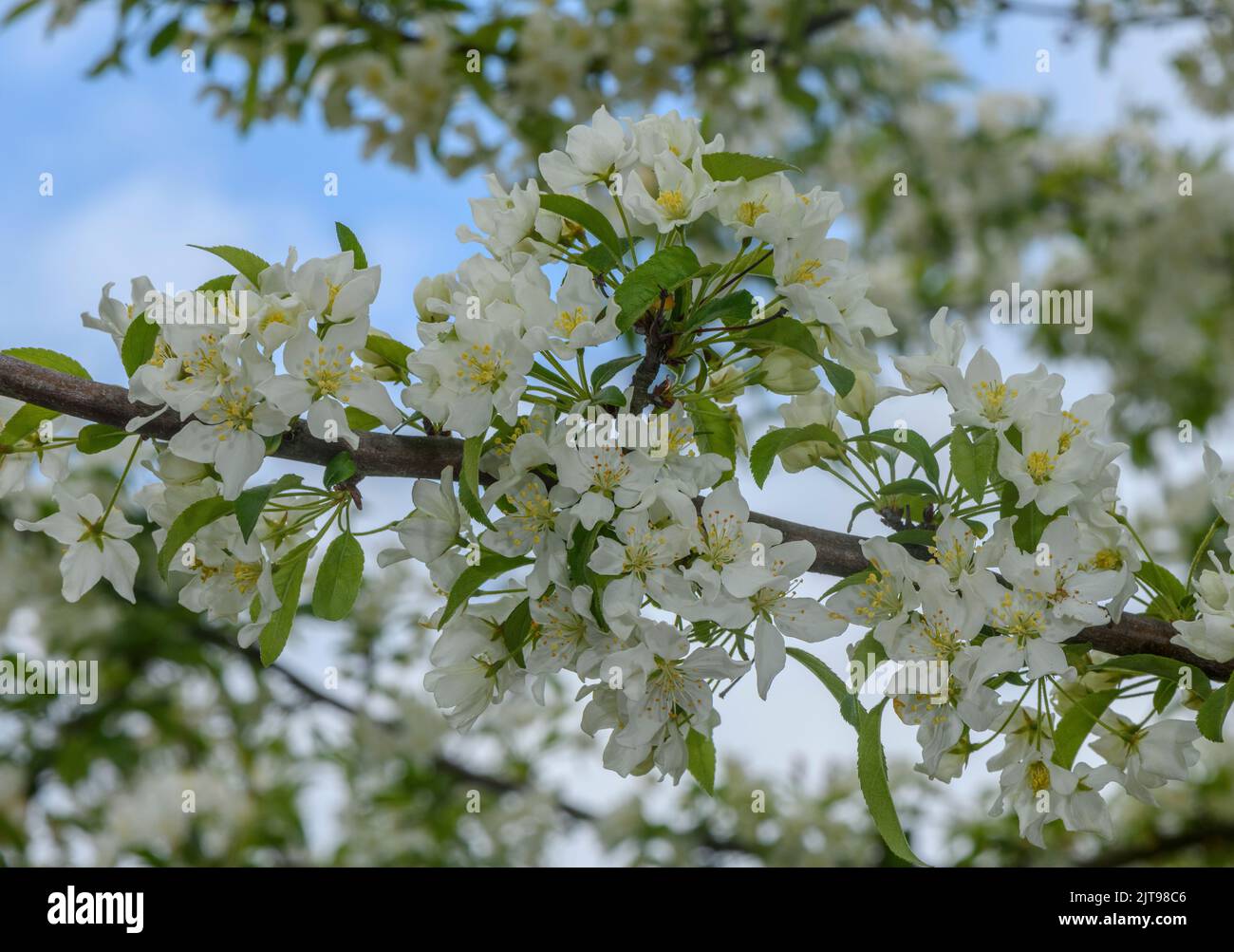 Siebold's crabapple, Malus sieboldii, in flower in spring. Garden. From east Asia. Stock Photo