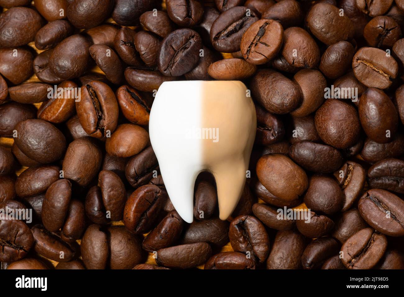 Large halfwhite and halfbrown tooth on a pile of roasted coffee beans