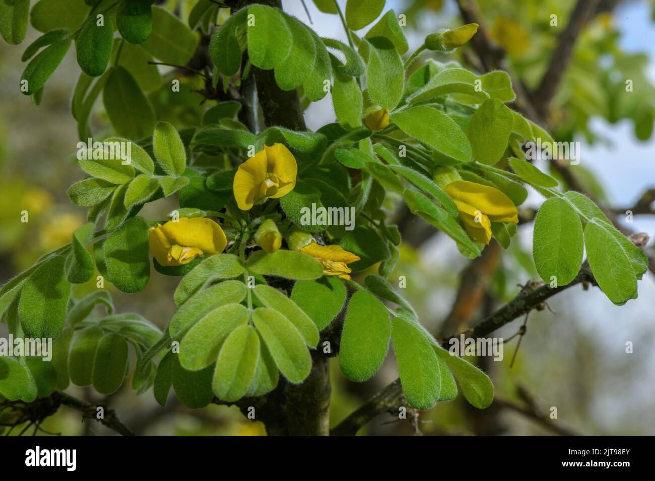 Siberian pea-tree, Caragana arborescens, in flower. From north-east Asia. Stock Photo
