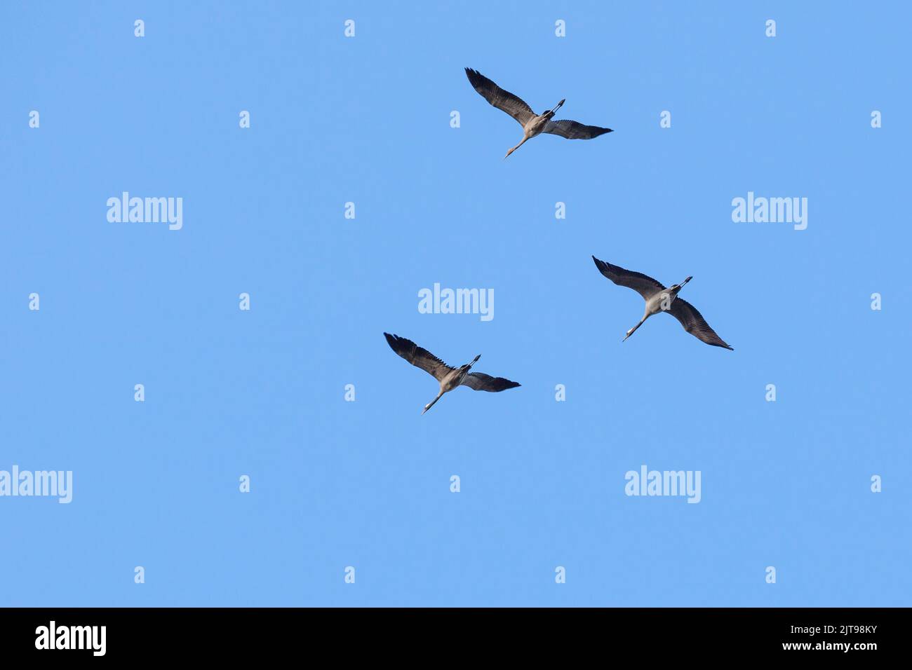 Birds flying high in the sky hi-res stock photography and images - Alamy