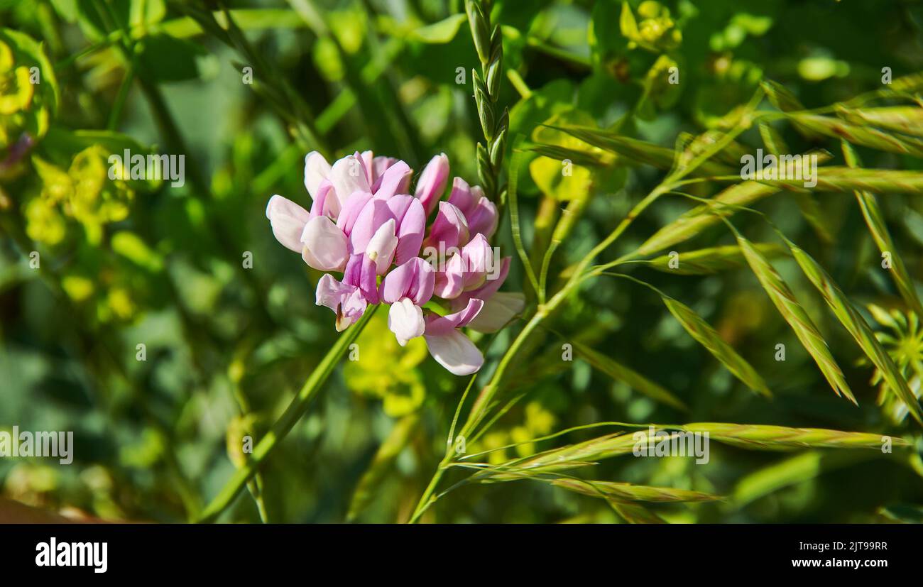 Securigera varia, commonly known as crownvetch or purple crown vetch, is a low-growing legume vine Stock Photo