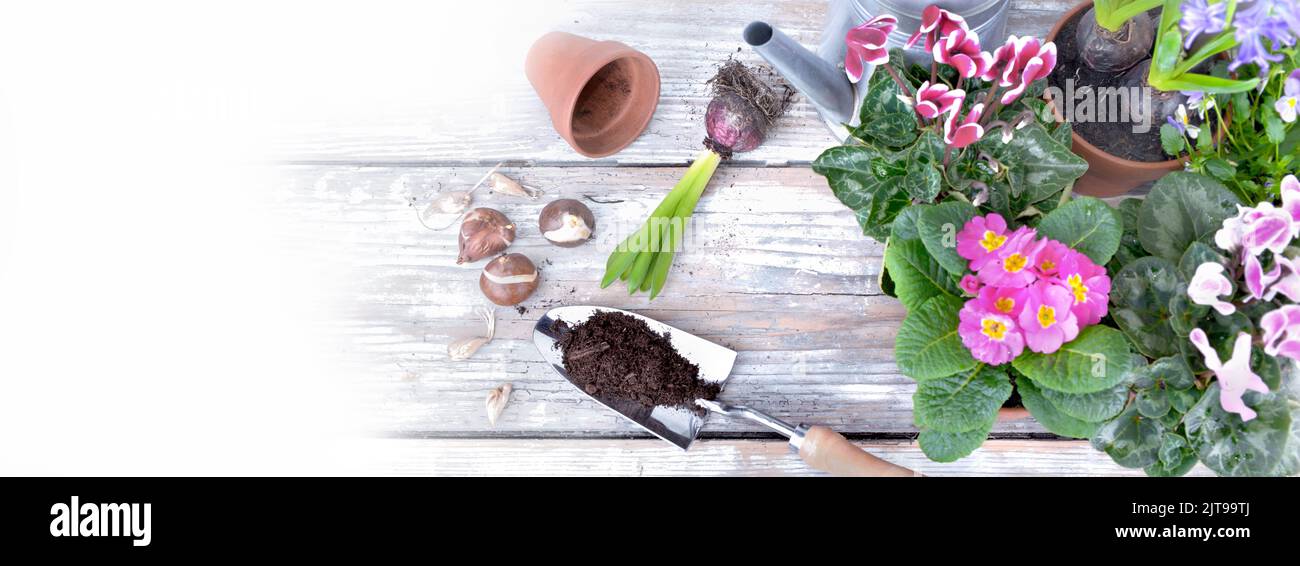 top view on  potted flowers and shovel  full of soil with white copy space on the left Stock Photo