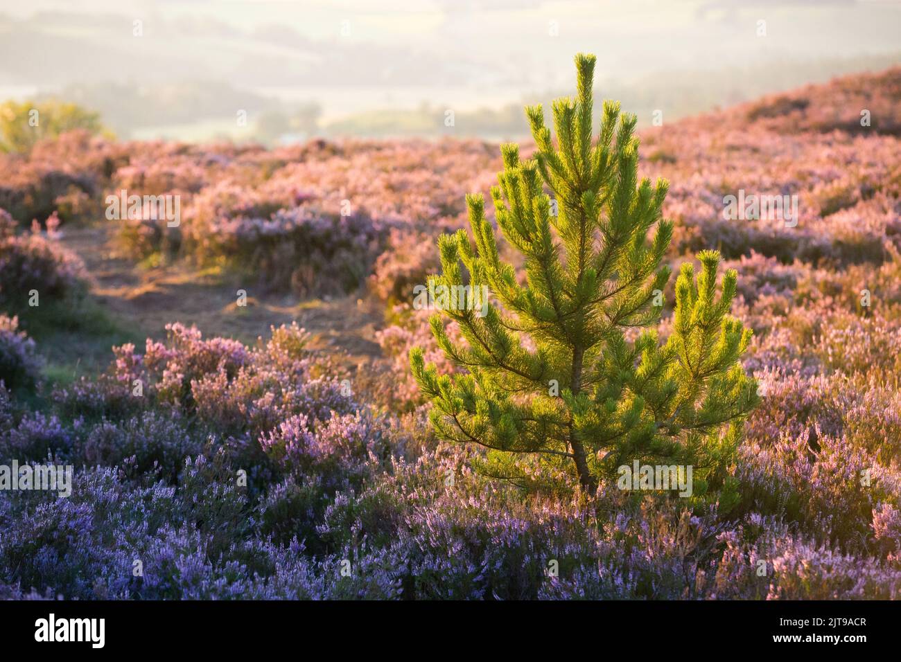Pine tree with a blanket of purple heather on the moors in the heart of Northumberland national park in North East England in late summer. Stock Photo
