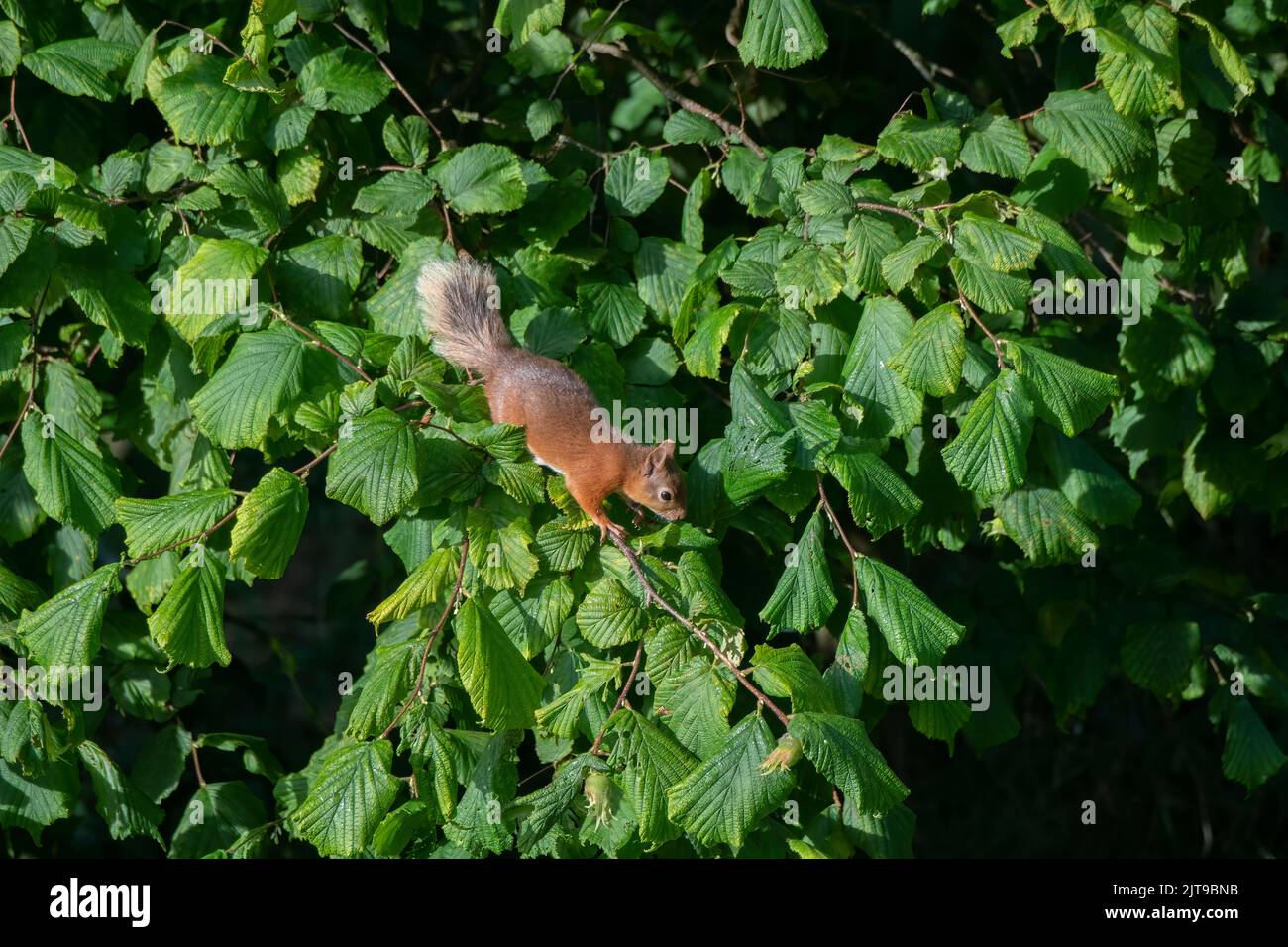 Red squirrel (Sciurus vulgaris)searching for hazel nuts, Dumfries, SW Scotland Stock Photo