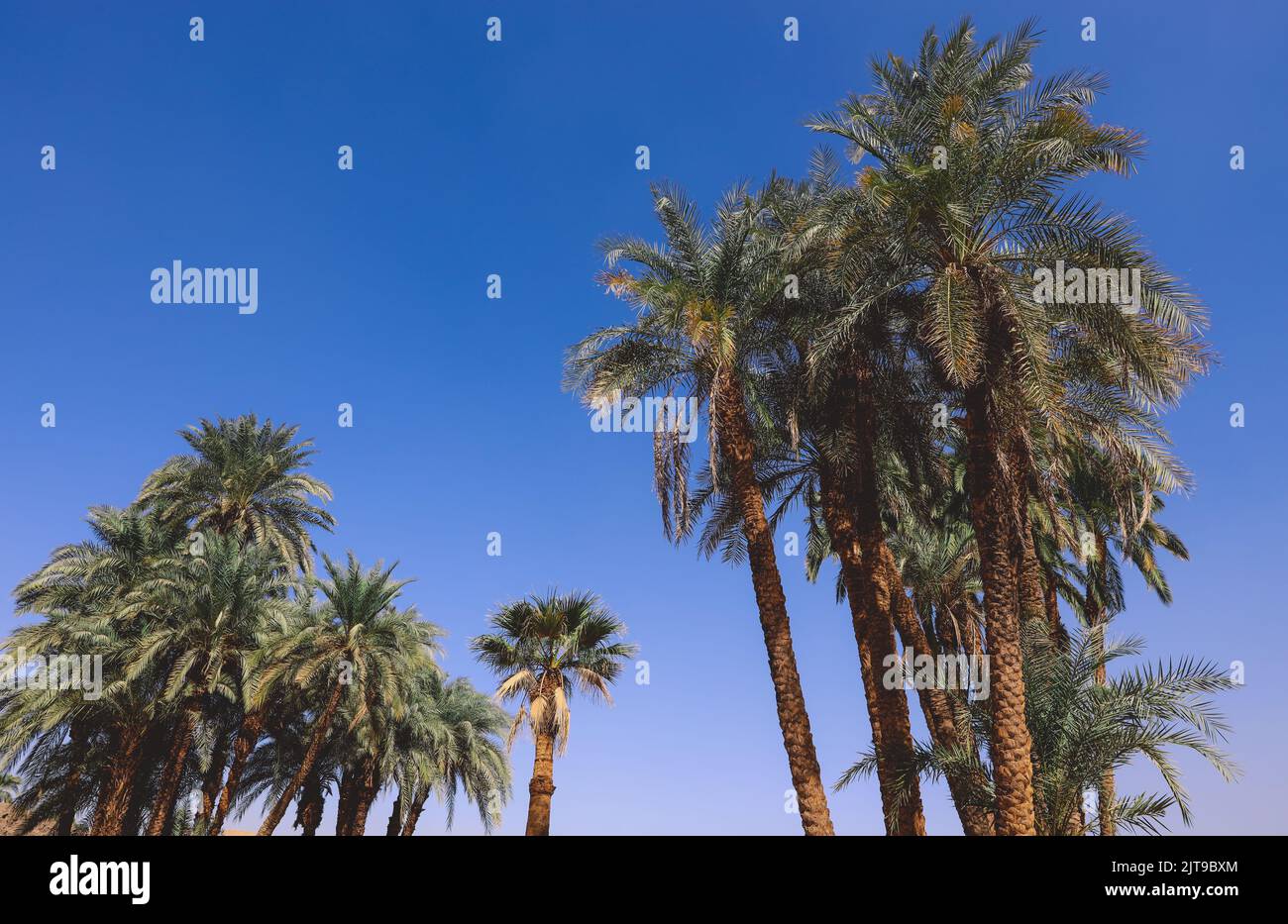 Ancient Egyptian Ruins of the Karnak Temple Complex with the Palm Trees