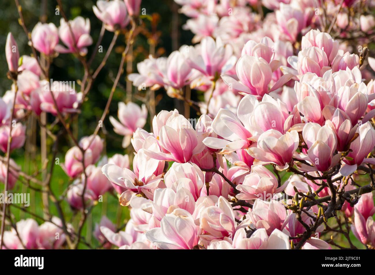 Magnolia tree branch no background hi-res stock photography and images ...