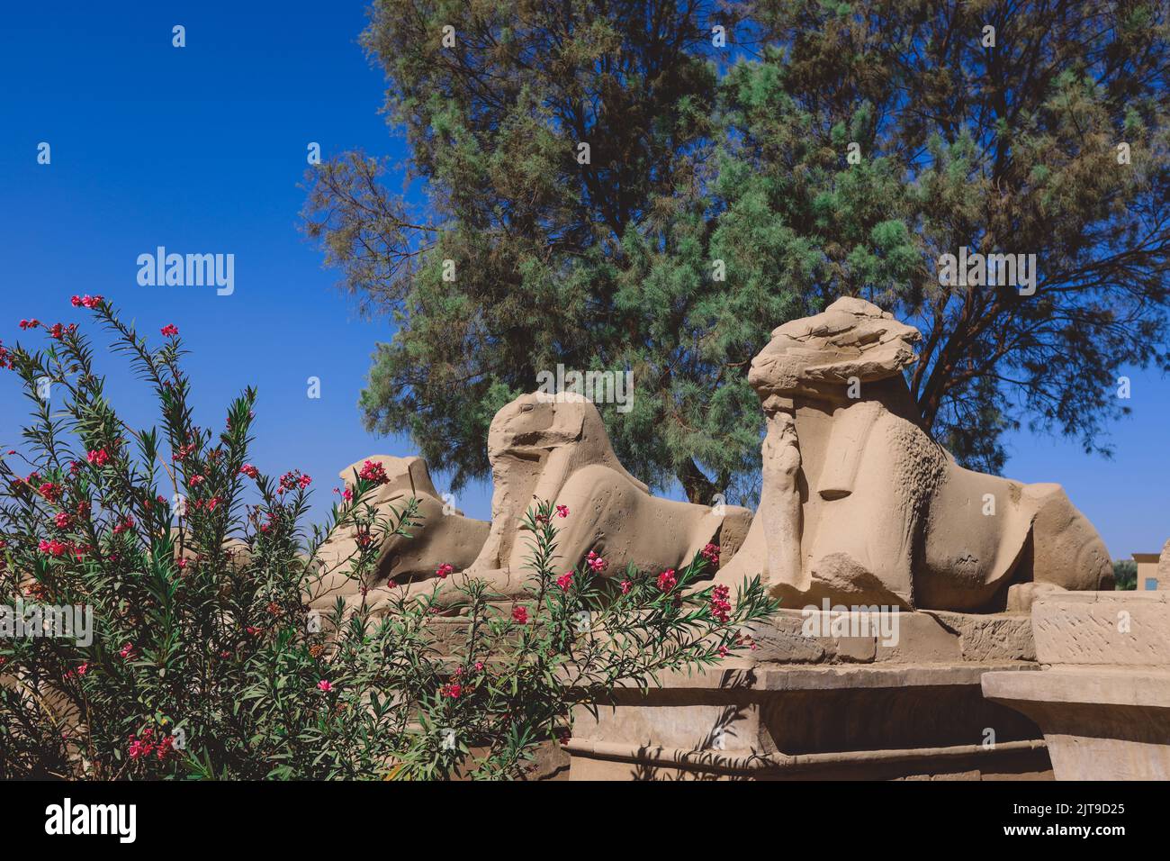 Ancient Ram Headed Sphinx statues at Karnak Temple Complex near Luxor ...