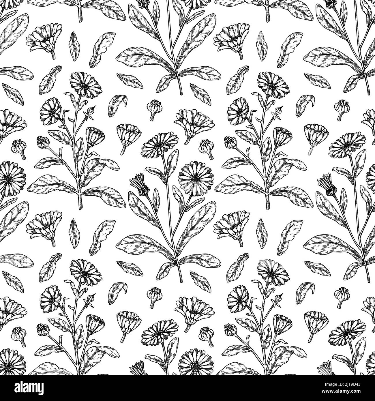 Hand drawn calendula seamless pattern. Medicinal plant botany design. Vector illustration in sketch style Stock Vector