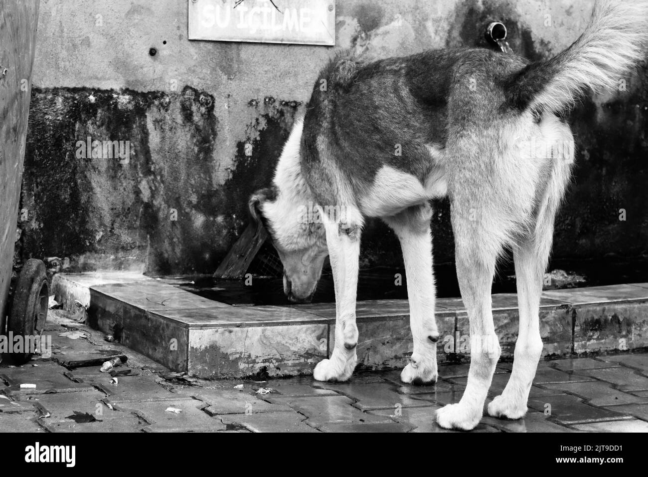 Dog drinking water Stock Photo