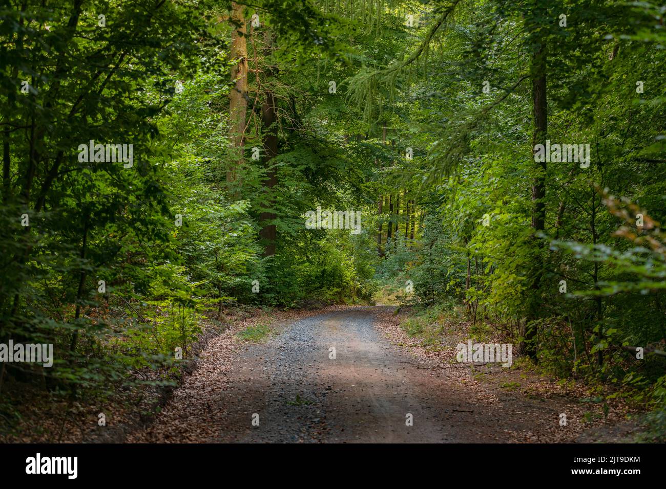 A forest path in a mixed forest in summer stabilizes the climate through cooling and evaporation Stock Photo
