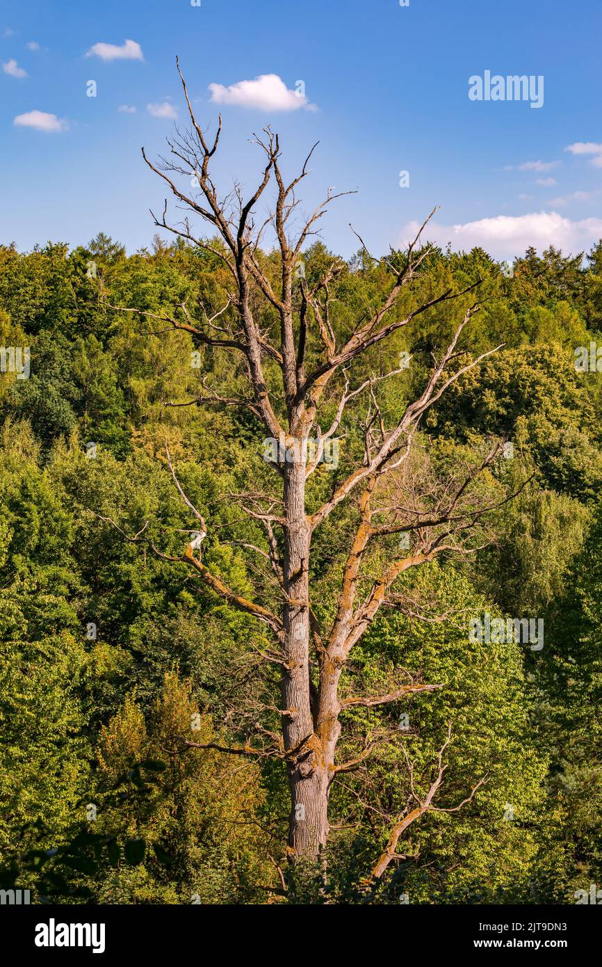 A big tree is sick and dead Stock Photo