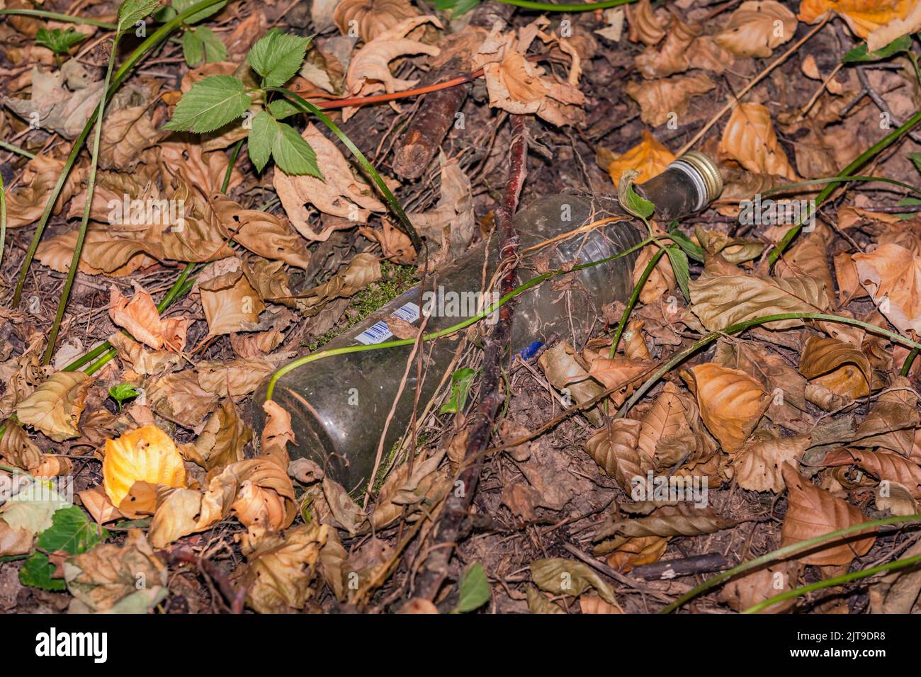 A glass bottle was thrown away in the forest, Odenwald, Germany Stock Photo