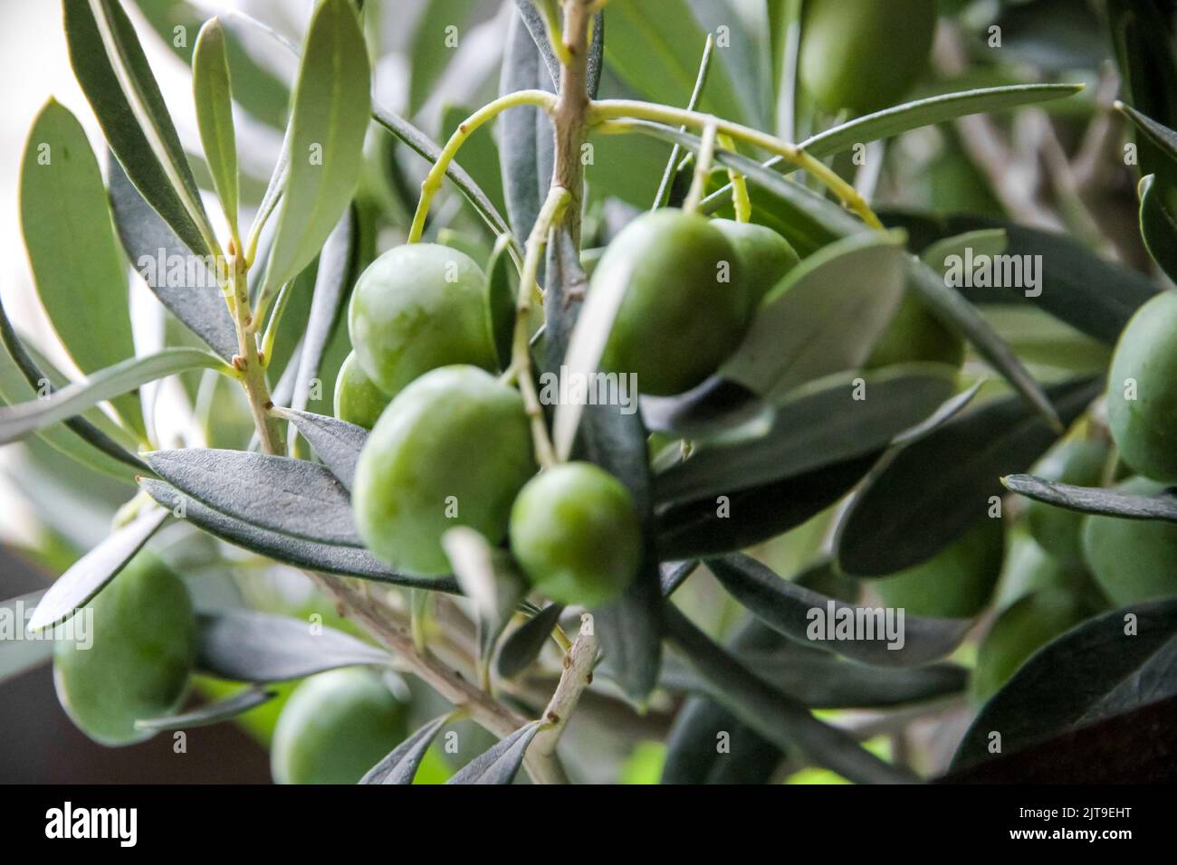 Olive branch closeup view in cultivated field Stock Photo - Alamy