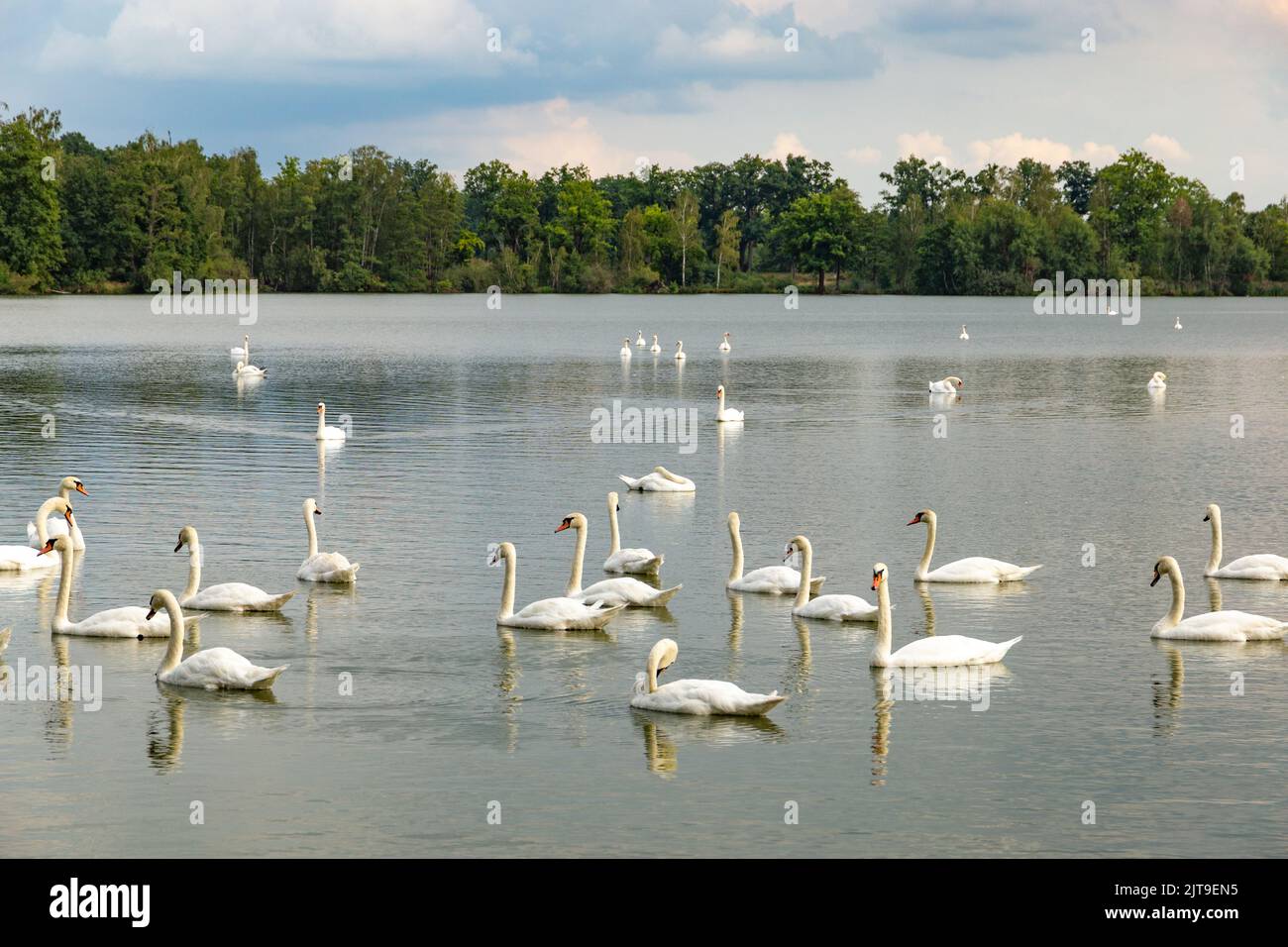 Large flock of graceful white swans swims in the lake Stock Photo - Alamy