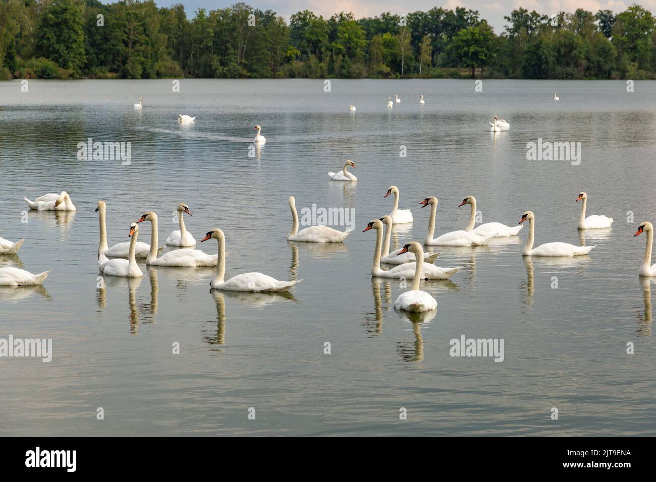 Large flock of graceful white swans swims in the lake Stock Photo - Alamy
