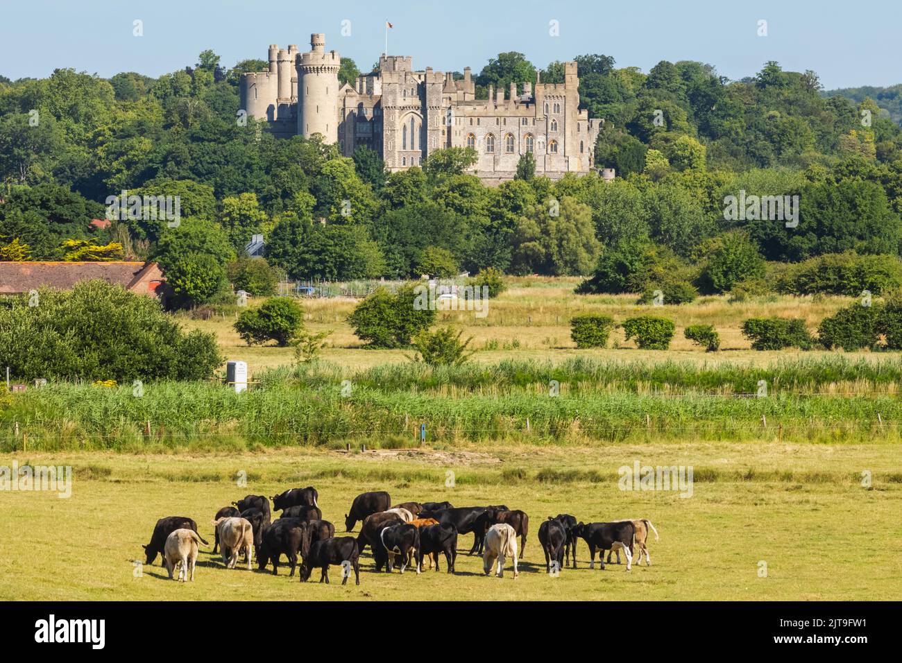 England, West Sussex, Arundel, Arundel Castle and Cows in Foreground Stock Photo