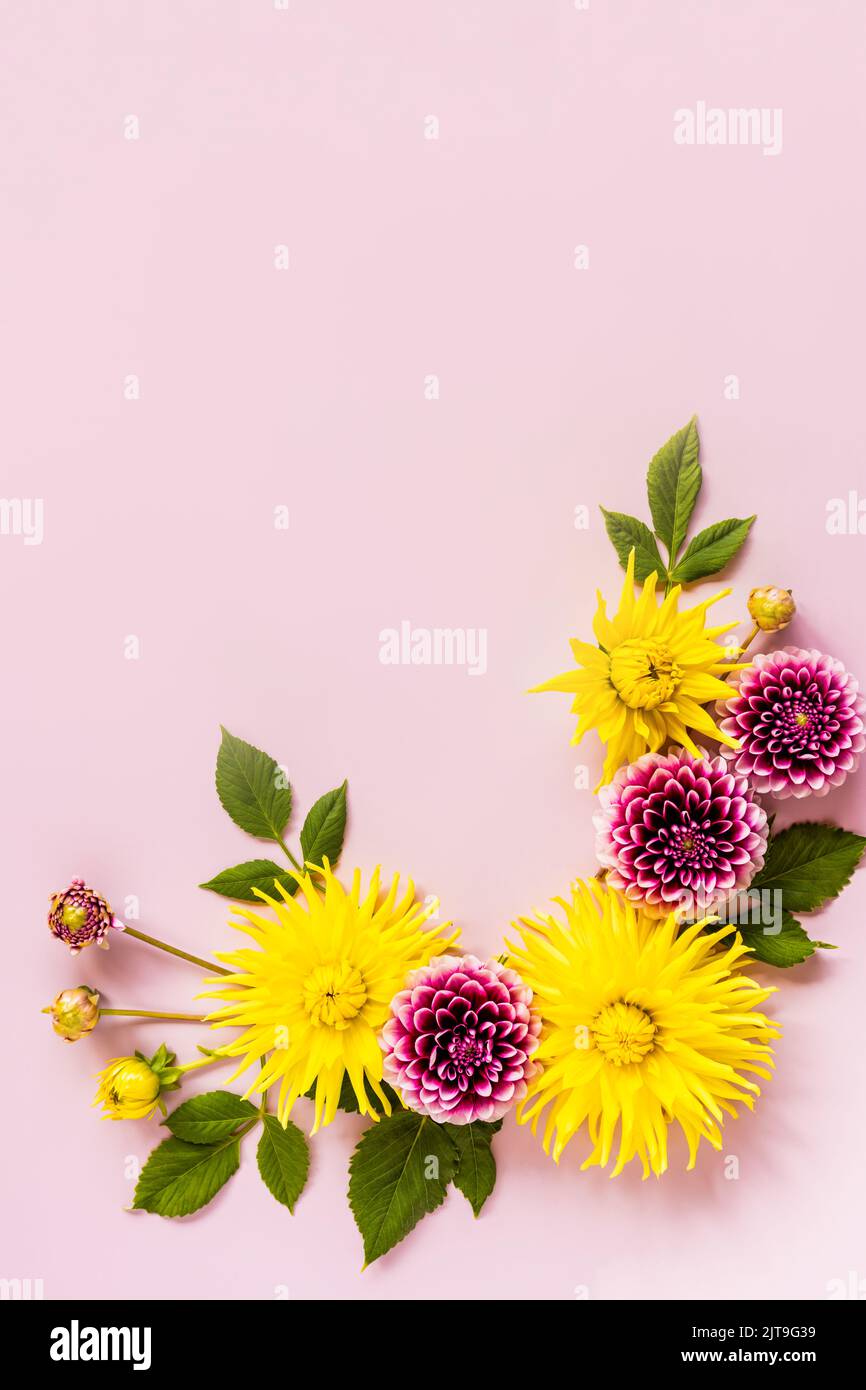 vertical top view of the autumn flowers in the composition. flower frame of yellow and purple dahlias. a copy of the space. a holiday card Stock Photo