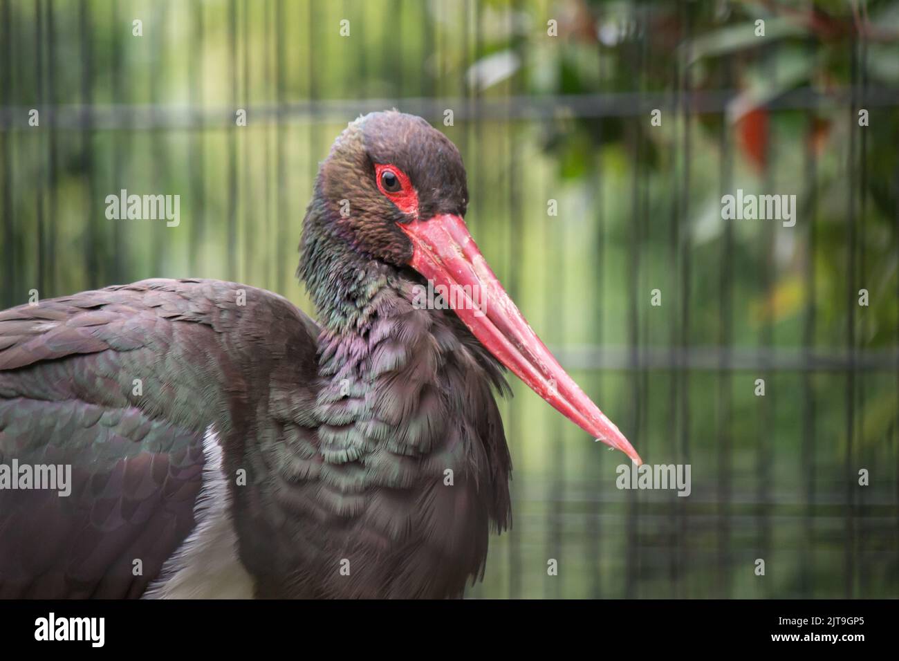 A closeup of Black stork with long and sharp red bill Stock Photo