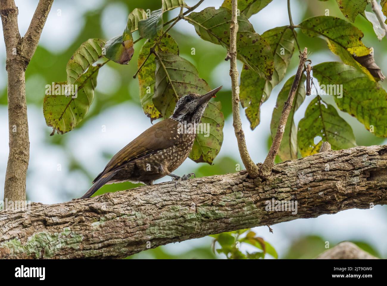 Yellow-crested Woodpecker - Chloropicus xantholophus, beautiful woodpecker from African woodlands and forests, Uganda. Stock Photo