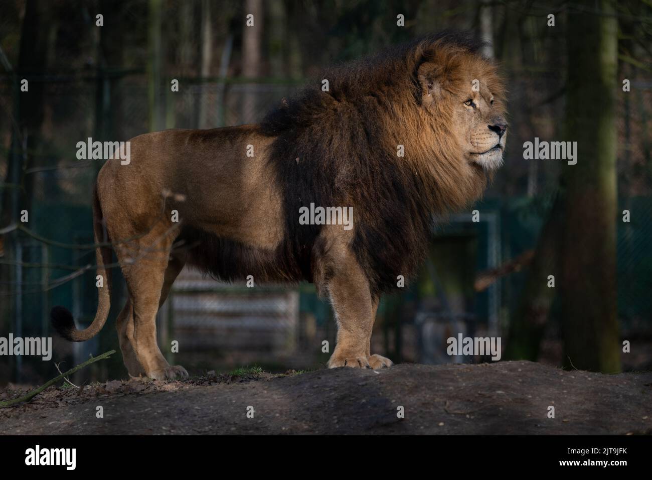 A side shot of a beautiful lion looking away Stock Photo