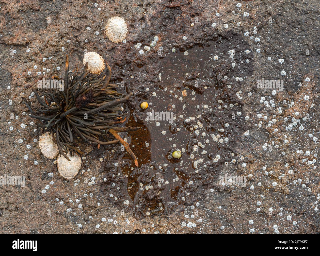A little collection of sea shells and seaweed on a rocky shoreline in Scotland, UK Stock Photo