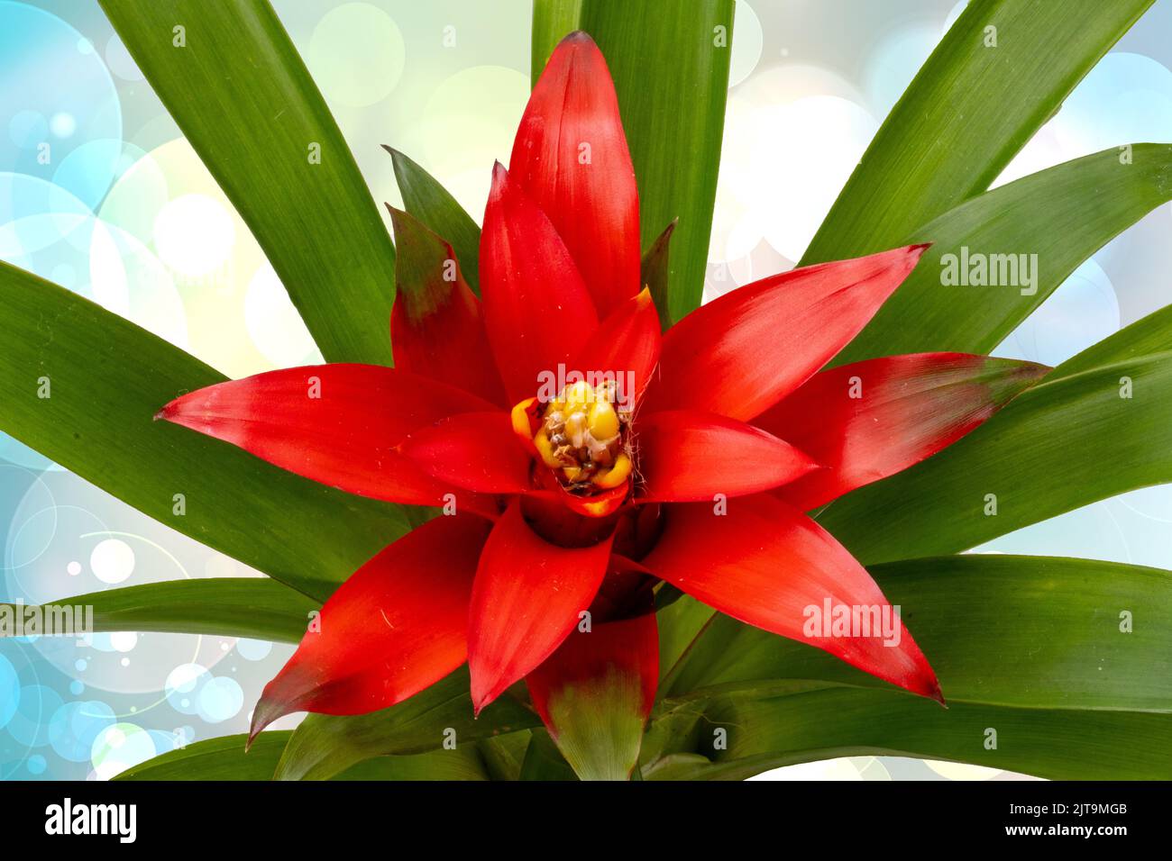 Close-up of a natural beautiful red bromeliads blossom over abstract light blue yellow background. (Guzmania ligulata). Macro. Card concept. Stock Photo
