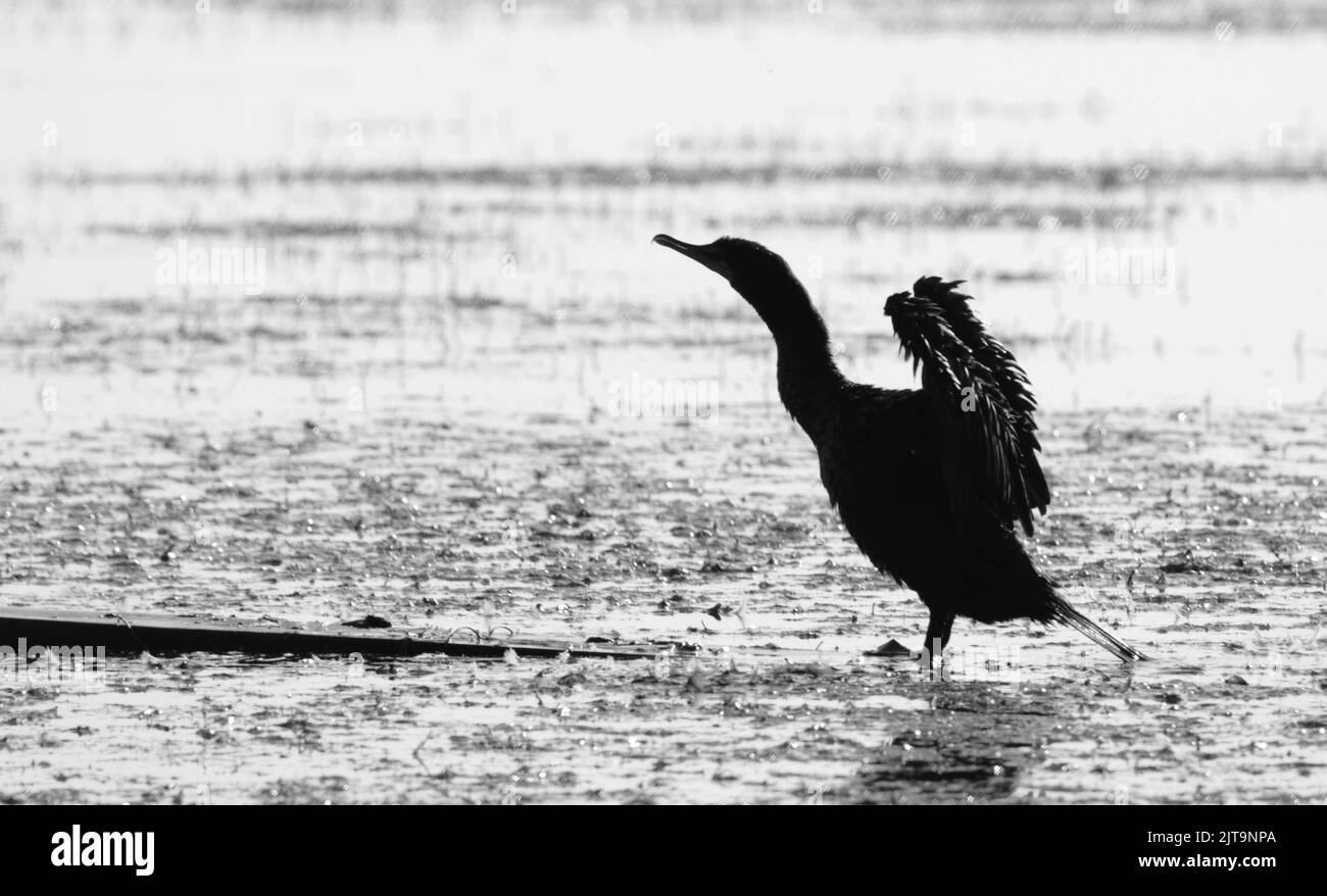 Cormorant head Black and White Stock Photos & Images Alamy