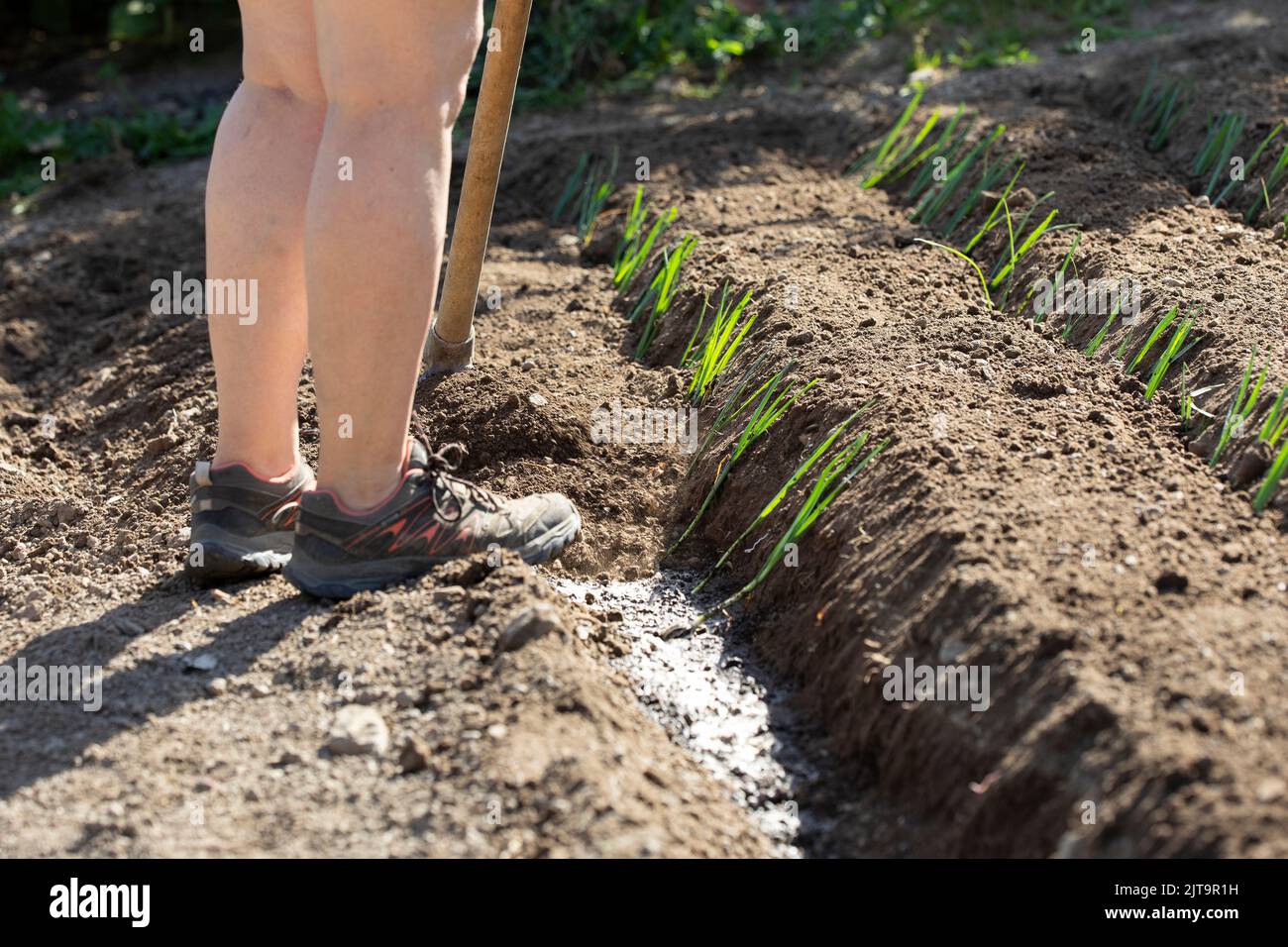 caucasian woman putting leek plant in her vegetable garden. photograph of unrecognisable person. basque agriculture. Real people Stock Photo