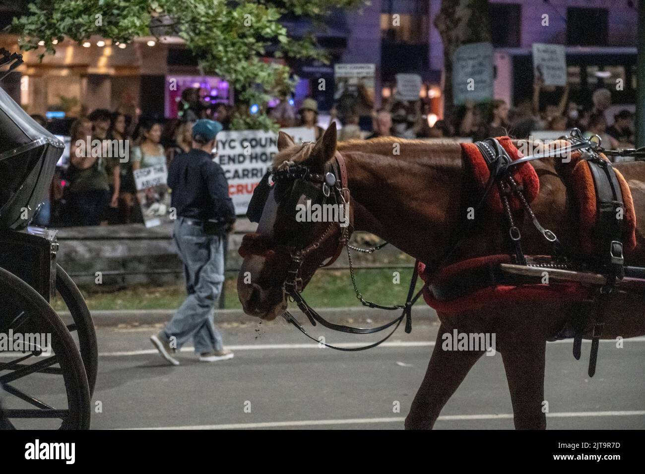 New York, United States. 27th Aug, 2022. Protesters quietly face horse