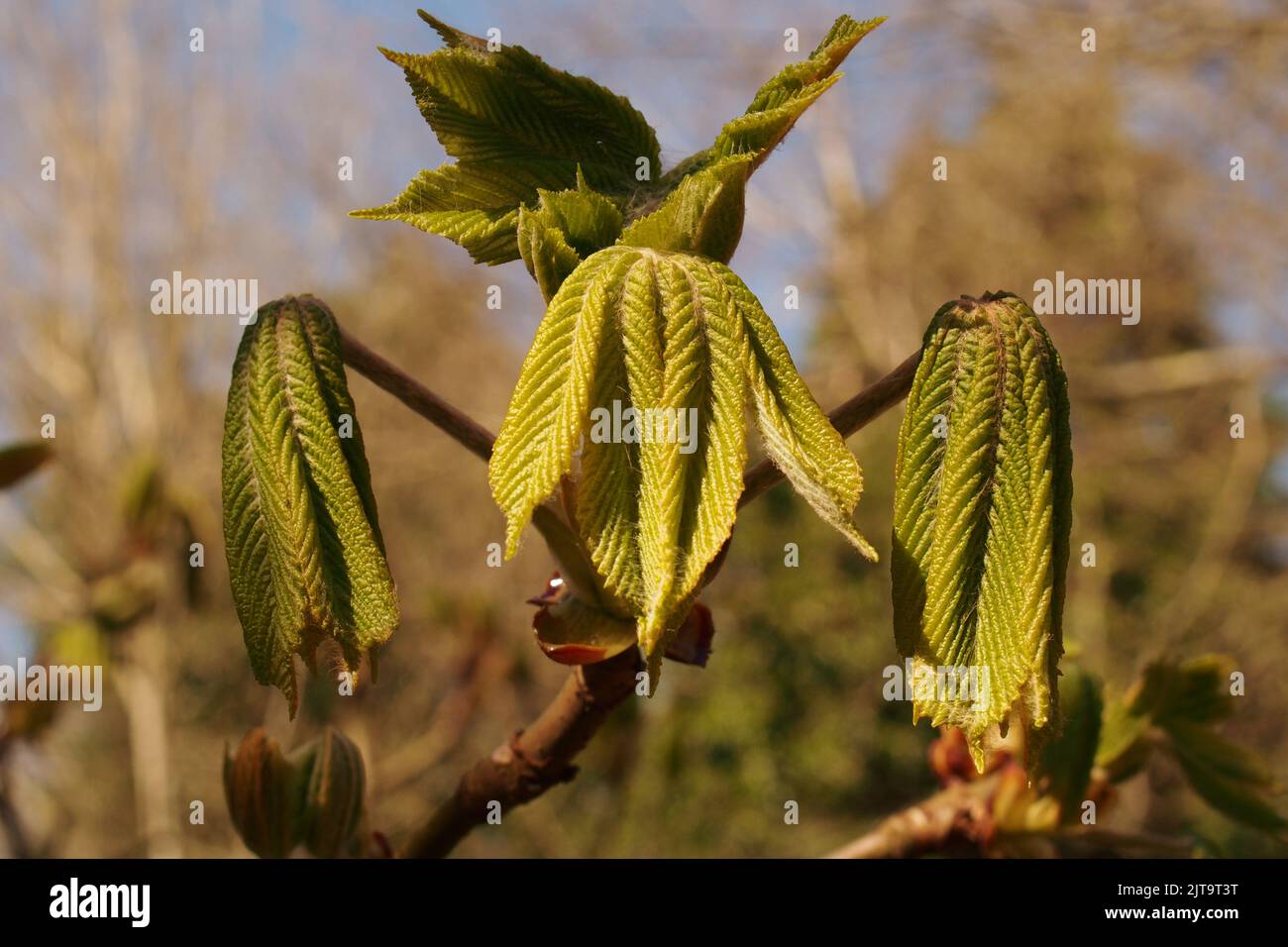 A close up of new fresh growth on a horse chestnut tree, Aesculus hippocastanum, in springtime sunshine Stock Photo