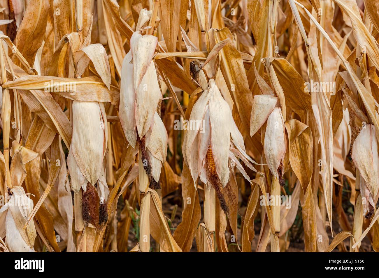 A corn field with ripe and withered corn after heat wave in climate crisis Stock Photo