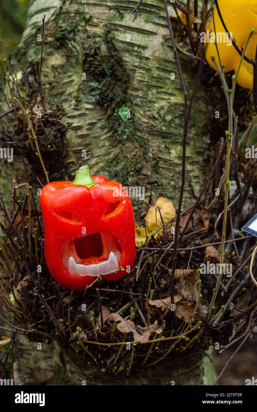 Sheffield, UK - 31 Oct 2019: Cute tiny jack o lantern made from a carved sweet red pepper at Eccleshall Woods Halloween Trail Stock Photo