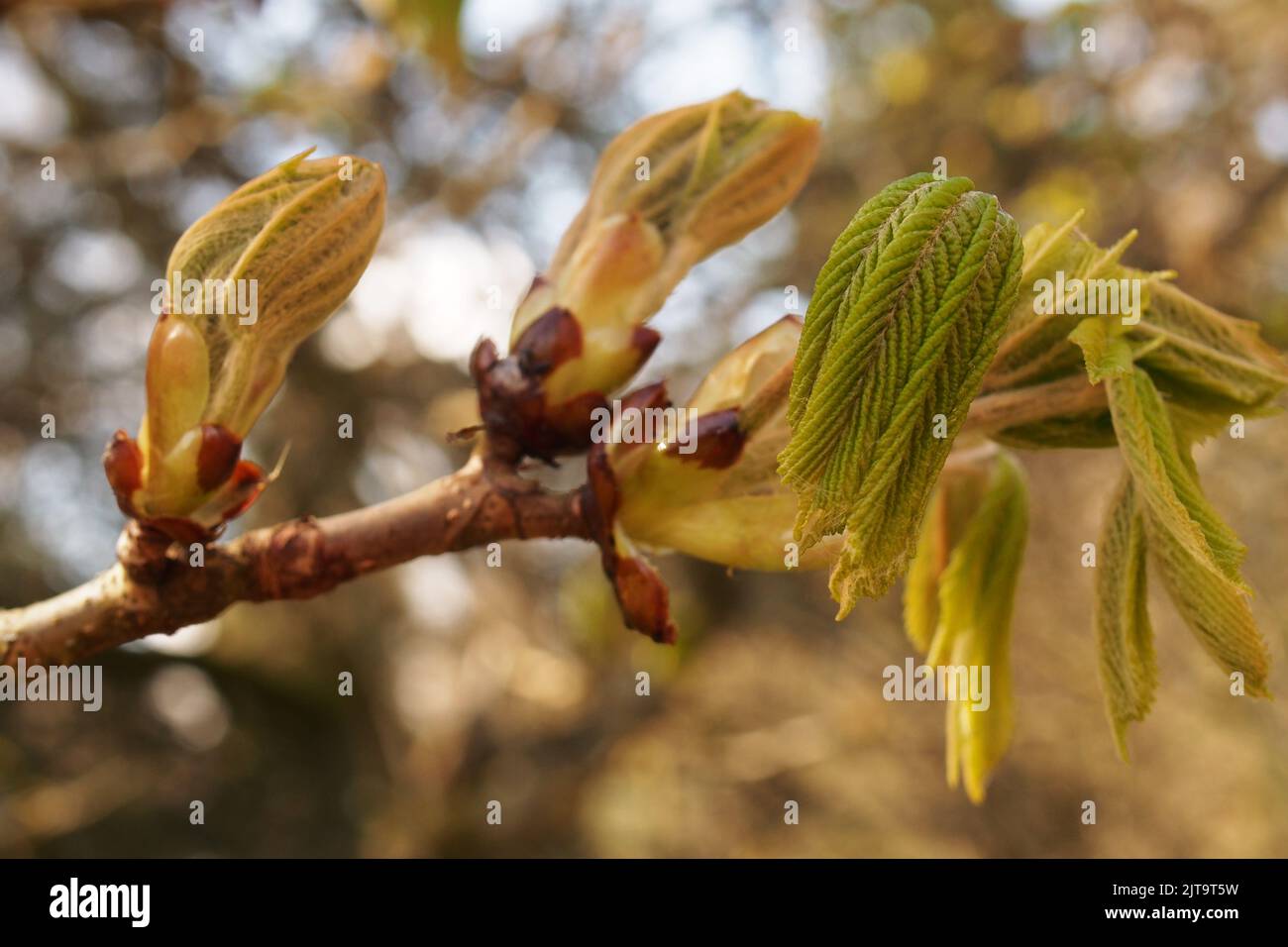 A close up of new fresh growth on a horse chestnut tree, Aesculus hippocastanum, in springtime sunshine Stock Photo